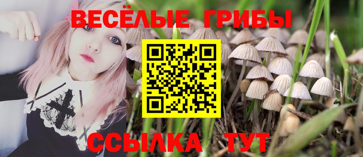 Тихвин  Галлюциногенные грибы Cubensis  Вход с VPN 